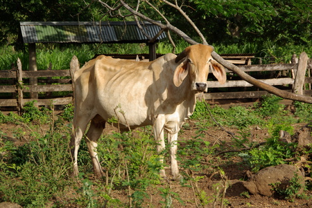 Zebu in Nicaraguaの写真素材