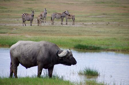 Buffalo in the Ngorongoro crater in Tanzaniaの写真素材
