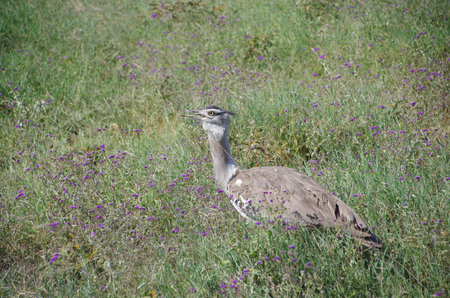 Kori bustard in the Ngorongoro crater in Tanzania, East Africa