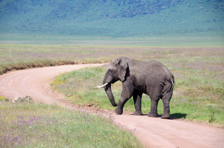 Elephant crossing a dirt road in the  Ngorongoro crater in Tanzania, East Africaの写真素材