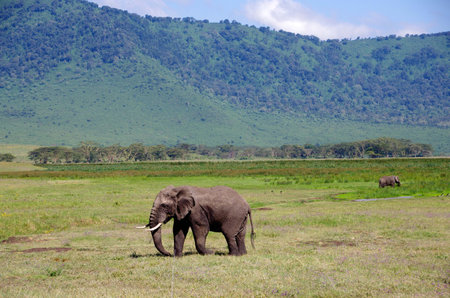 Elephant in the Ngorongoro crater in Tanzania, East Africaの写真素材