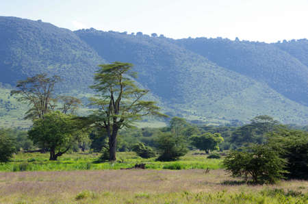 Landscape in the Ngorongoro crater in Tanzaniaの写真素材