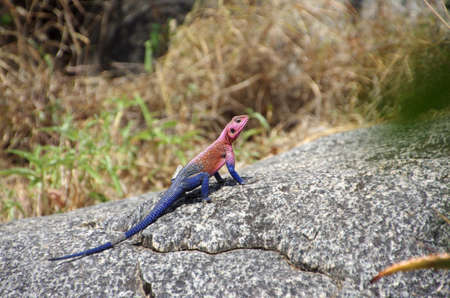 Mwanza flat headed agama in the Serengeti park in Tanzaniaの写真素材