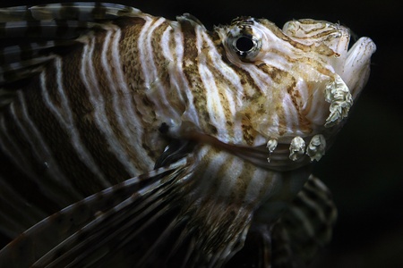 Pterois Antennata, the lionfishの写真素材