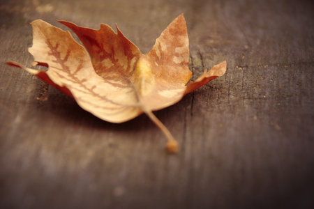 An artistic background vintage image of a leaf