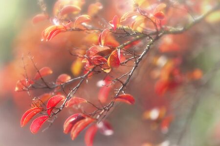 Dreamy autumnal leavesの写真素材