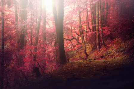 Colorful autumnal forest in the mythical Mount Olympus - Greeceの写真素材