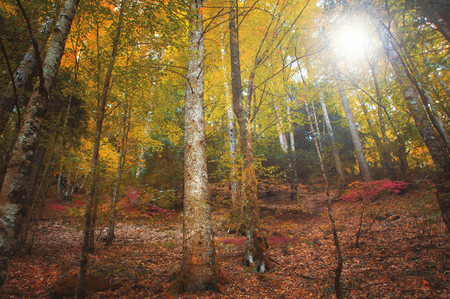 Colorful autumnal forest in the mythical Mount Olympus - Greeceの写真素材