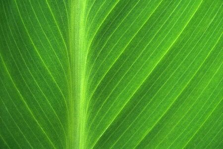 Close-up green leaf  pattern linesの写真素材