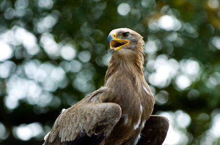 stone eagle sitting on a tree trunk