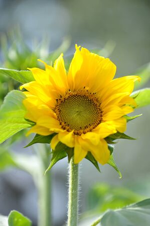 Sunflower against a green backgroundの写真素材
