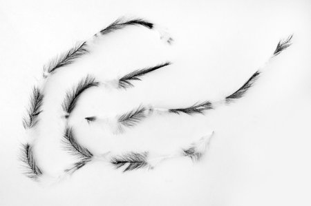 Black and white plumes on white background