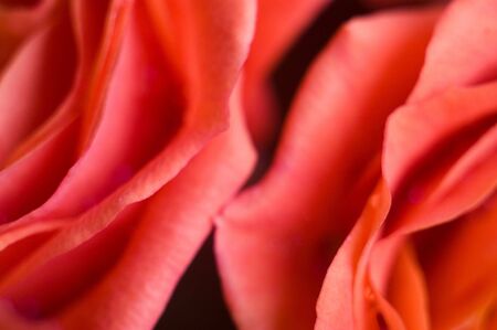 Beautiful red roses on black backgroundの写真素材