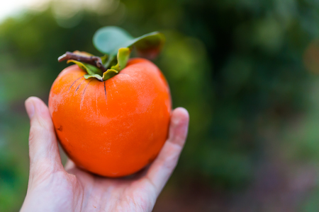 Mature orange Sharon persimmon fruit on a hand on blurred backgroundの写真素材