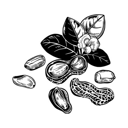 Composition of peanut kernel and twig with leaves and flowerのイラスト素材