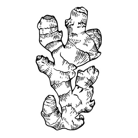 Ginger root on a white background. Vector graphics.のイラスト素材