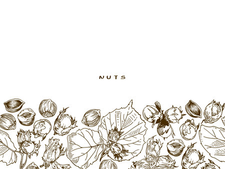 Horizontal banner with vector hand drawn linear drawing of hazelnuts and leaves on a white background.のイラスト素材