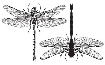 Two black and white vector realistic dragonflys close up top view isolated on white backgroundのイラスト素材