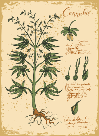 Hand-drawn Botanical vector illustration in retro style with cannabis plant. Page of an old book. Hemp, Cannabis or marijuana, medicinal plantのイラスト素材