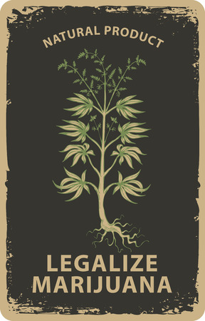 Vector banner for legalize marijuana with hand drawn cannabis plant in grunge style. Natural product of organic hemp. Smoke weed. Hemp, Cannabis or marijuana, medicinal plantのイラスト素材
