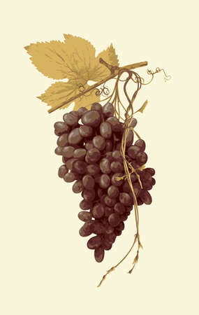 Realistic vector illustration of a large bunch of red grapes in retro style. Fresh fruit, delicious ripe juicy purple grapes. Design element for wine or juice labels, viticulture and winemakingのイラスト素材