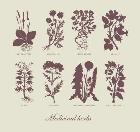 Vector illustration with medicinal plants and inscriptions in retro style. Monochrome pharmaceutical banner with silhouettes of curative herbs on an old paper background. Green medicineのイラスト素材
