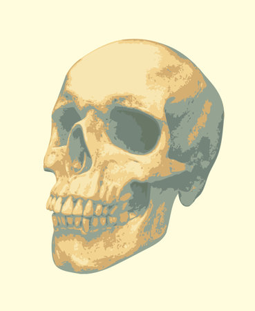 vector human skull. Graphic print for clothes, fabric, wallpaper, wrapping paper, design element for halloween partyのイラスト素材
