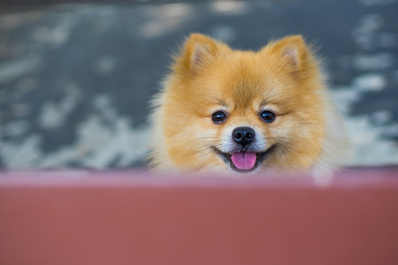 Close-up dog pomeranian spitz smiling looking at the camera, Selective focus.の写真素材