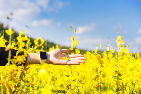 Woman hand touching yellow flowers in thailand.の写真素材