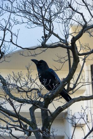 Black crow is sitting on the branchの写真素材