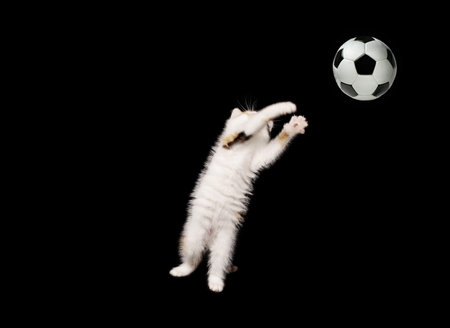 fluffy goalkeeper. kitten catches the soccer ballの写真素材