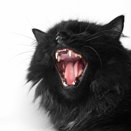angry black persian cat on white backgroundの写真素材