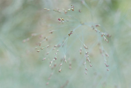 texture of the leaves and stems of grasses