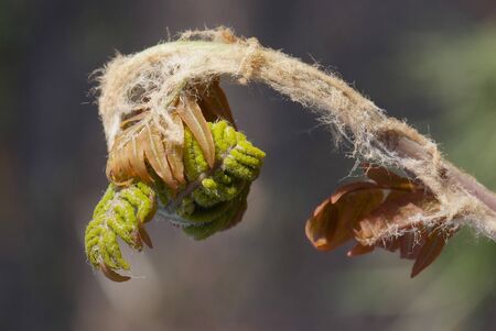 close up young leaf of fern Osmunda regalisの写真素材