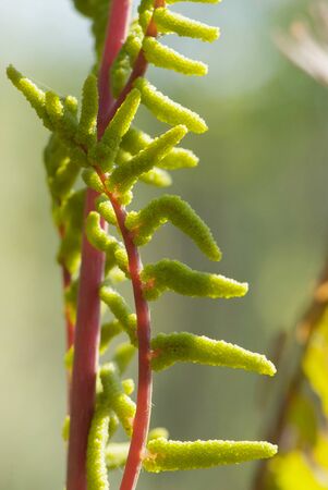 close up young leaf of fern Osmunda regalisの写真素材