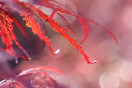 close up young red leaves of maple Acer palmatum
