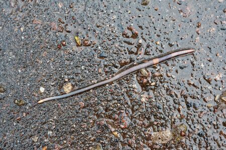 Rain worm on asphalt backgroundの写真素材