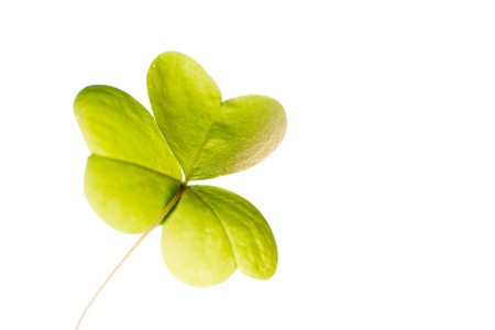 Close-up of green clover leaf against white backgroundの写真素材