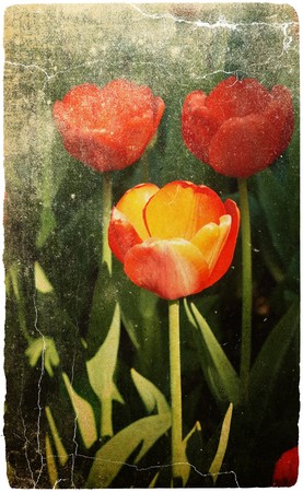 Tulips in the parkの写真素材