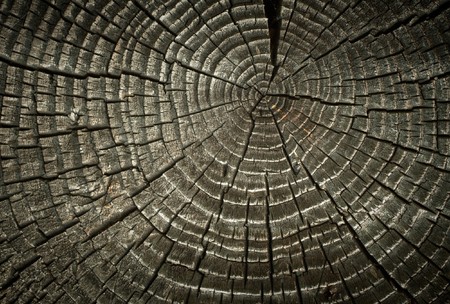 Old cracked wood rings.の写真素材