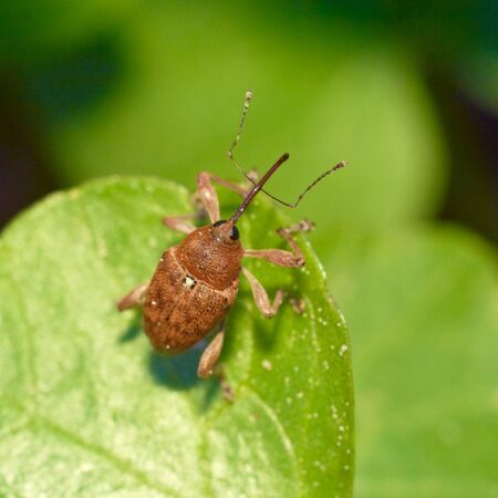 Beetle weevil (Curculia nucum) sitting on a leaf. Extreme close-up.の写真素材