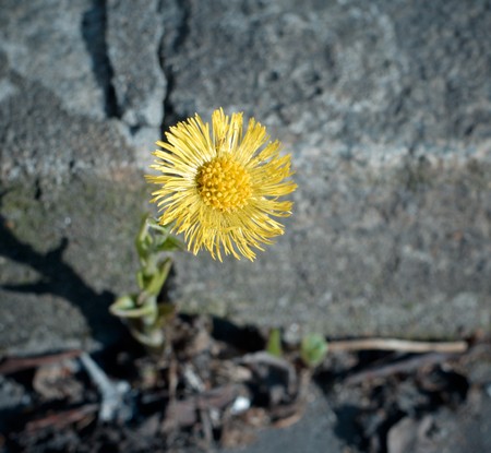 Coltsfoot growing among stones. の写真素材