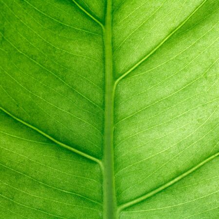 Green leaf square background. Macro, shallow DOF.の写真素材