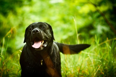Black Labrador is moving in the natural environment. Evening, natural light.の写真素材