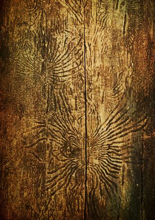 Bark beetles patterns, aged vintage backgroundの写真素材