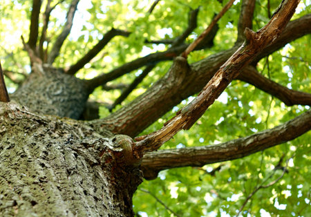Old oak closeup. Lowest point shooting.