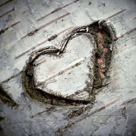 A Carved "Heart of Love" on a White Birch Tree. Shallow DOF.の写真素材