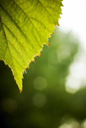 Blackberry leaf closeup.