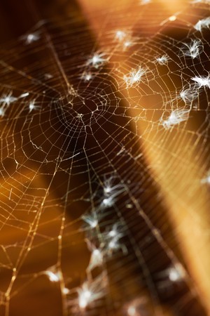 Old spider web. Shallow DOF. Abstract nature background.の写真素材