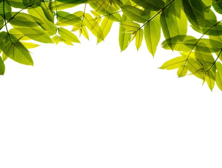 Green leaves frame, isolated on white.の写真素材